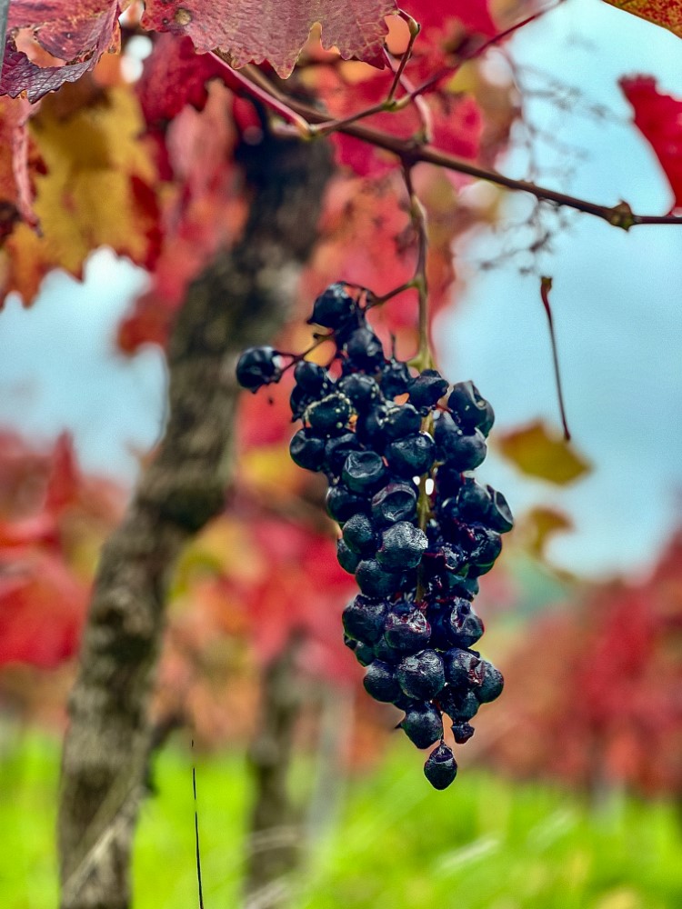 Herbsttage an der Mosel