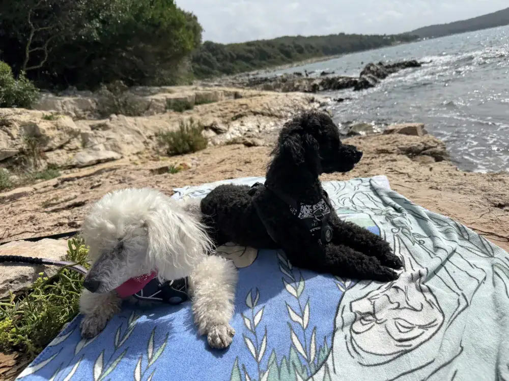 Cherry i Candy na plaži – putovanje sa psom