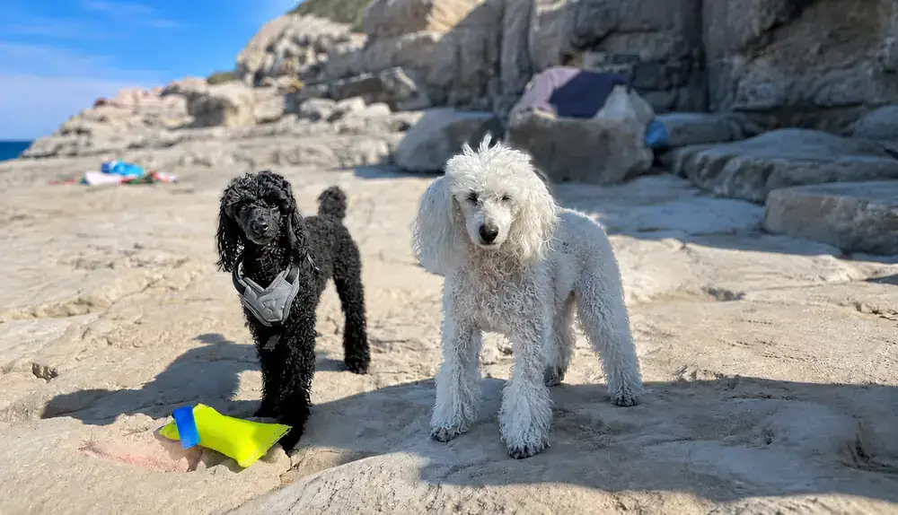 Cherry und Candy – zwei Pudel am Strand beim Reisen mit Hund im Wohnmobil durch Kroatien